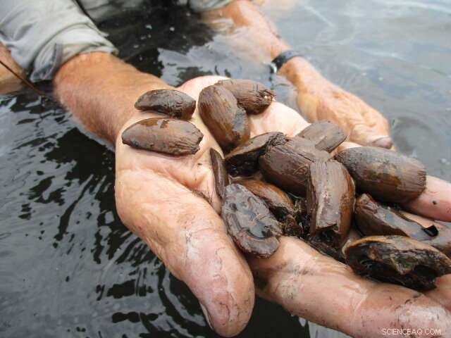 Maya Salt Production: Archaeologists Discover Underwater Homes of Salt Workers