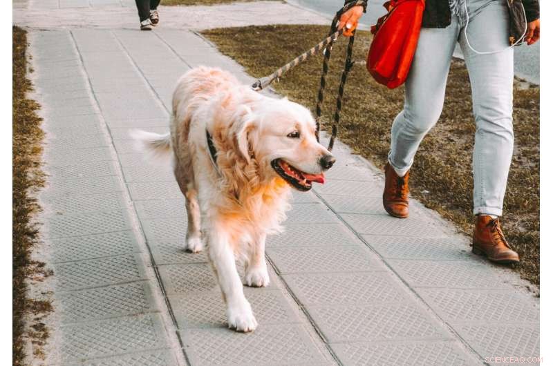 How Dog Ownership Impacts Neighborhood Safety: A Research Overview