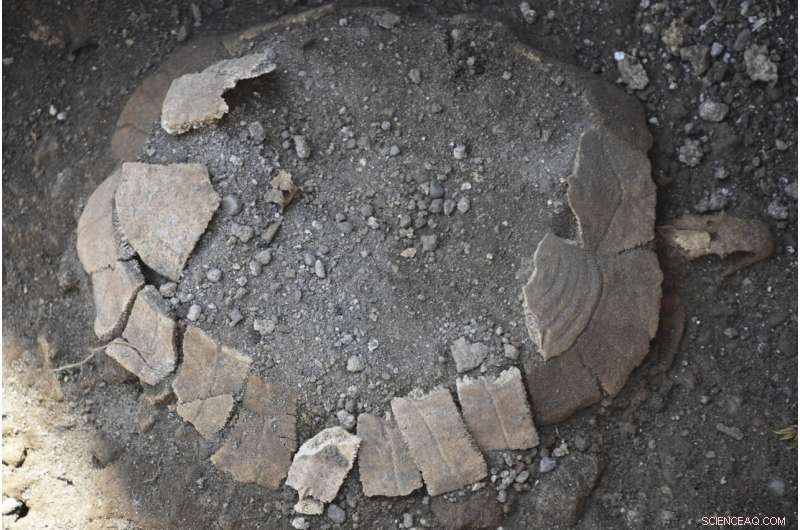 Ancient Tortoise Remains Unearthed in Pompeii Excavations