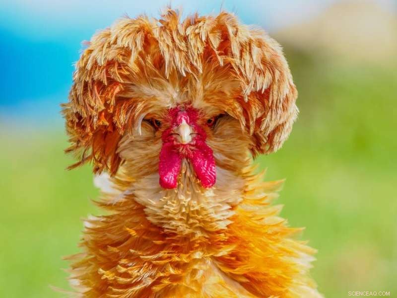 The Fascinating History of Chickens: From Exotic Pets to Global Food Source