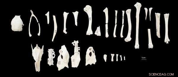 The Fascinating History of Chickens: From Exotic Pets to Global Food Source