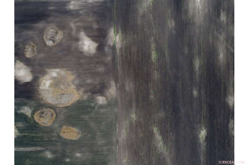 Preserving Ancient Maya History: The Impact of Agriculture in Belize