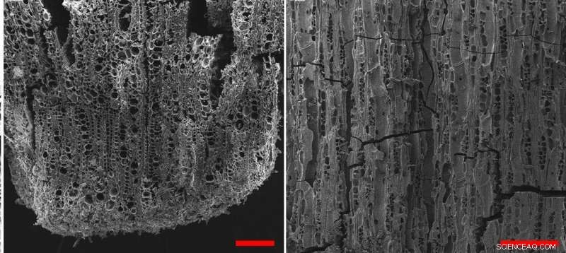 Ancient Olive Tree Domestication: 7,000 Years of History