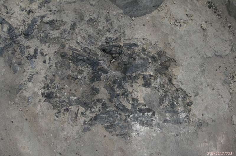 Ancient Olive Tree Domestication: 7,000 Years of History