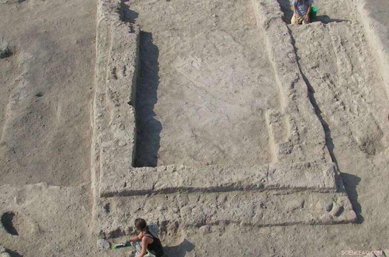 Ancient Olive Tree Domestication: 7,000 Years of History