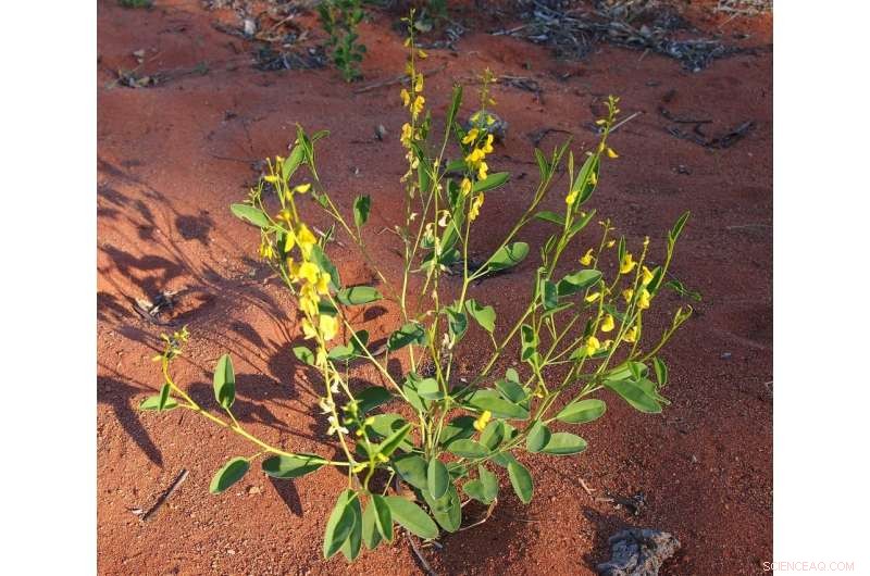 Mining Waste: A Source of Critical Minerals for a Green Economy