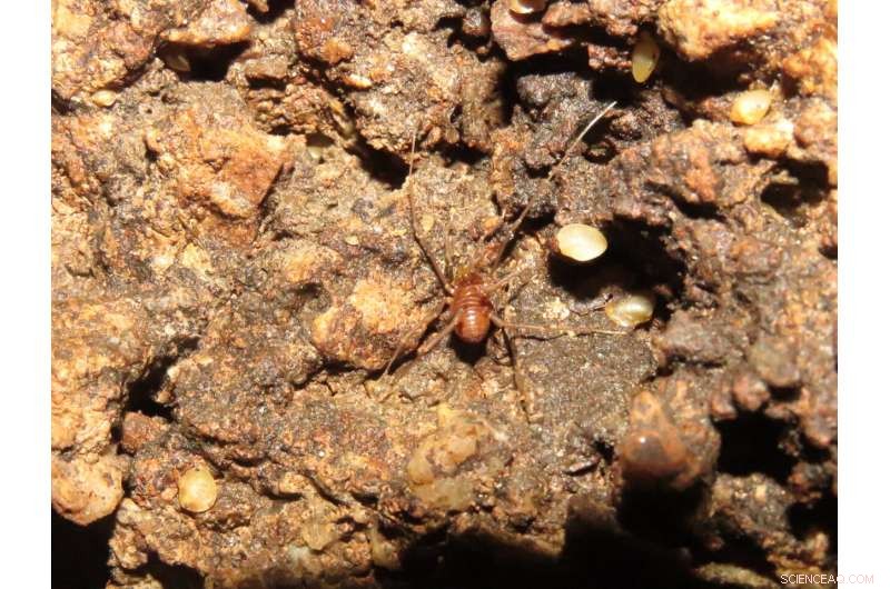 New Cave Mussel Species Discovered in the Americas