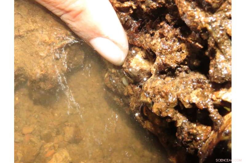 New Cave Mussel Species Discovered in the Americas