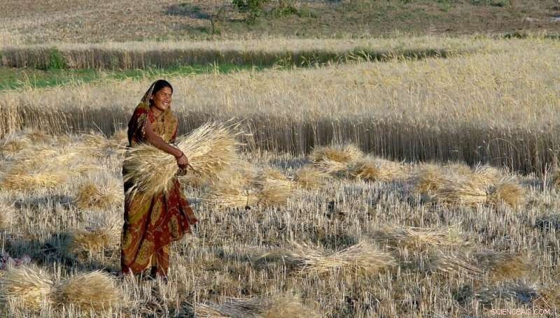 India s Wheat Export Ban: Impact on Farmers & Global Supply