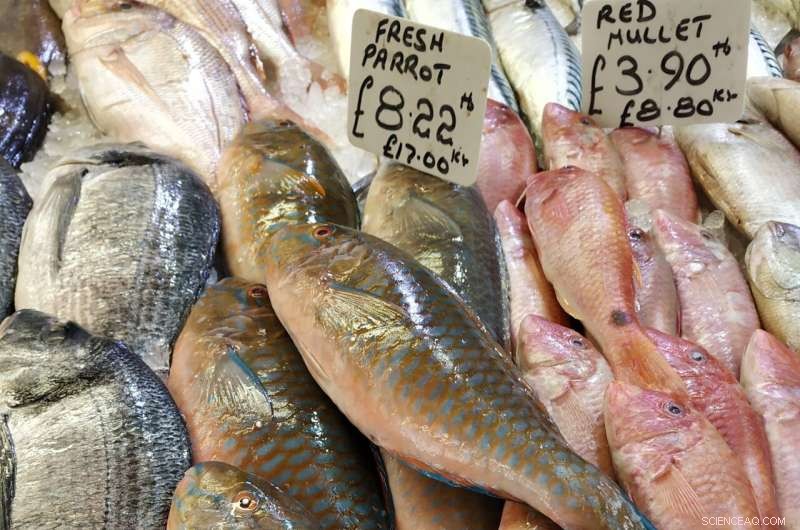 How Global Fishing Impacts Malnutrition & Food Security