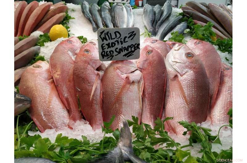 How Global Fishing Impacts Malnutrition & Food Security