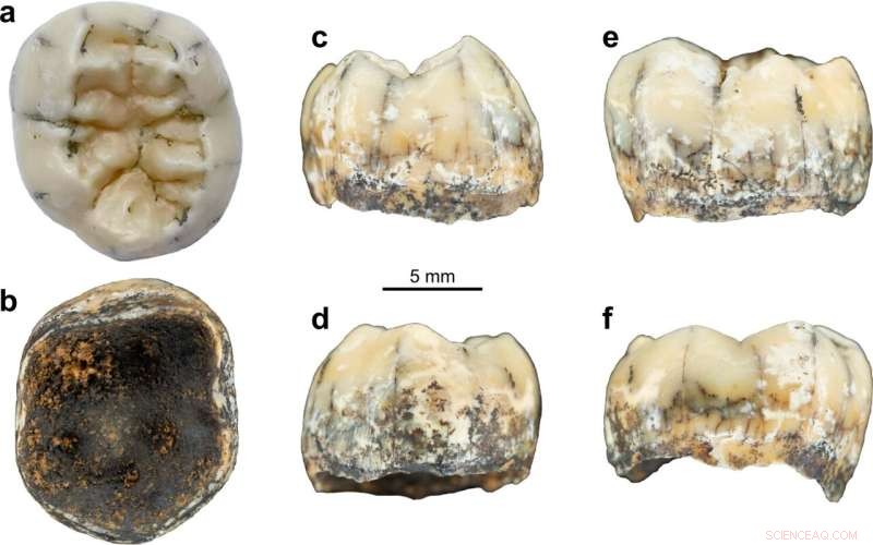 Ancient Human Relative: Insights from a 130,000-Year-Old Child s Tooth