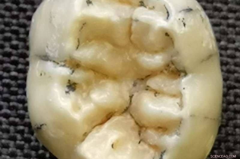 Ancient Human Relative: Insights from a 130,000-Year-Old Child s Tooth