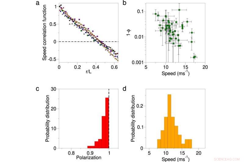 Understanding Flock Dynamics: Modeling Individual Bird Speed in Murmurations