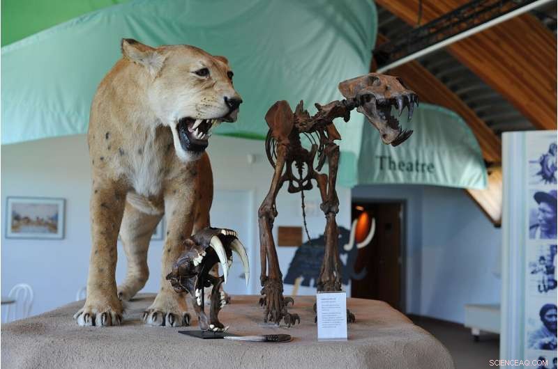 Ancient Predator Study Reveals Insights into Human Foraging Strategies