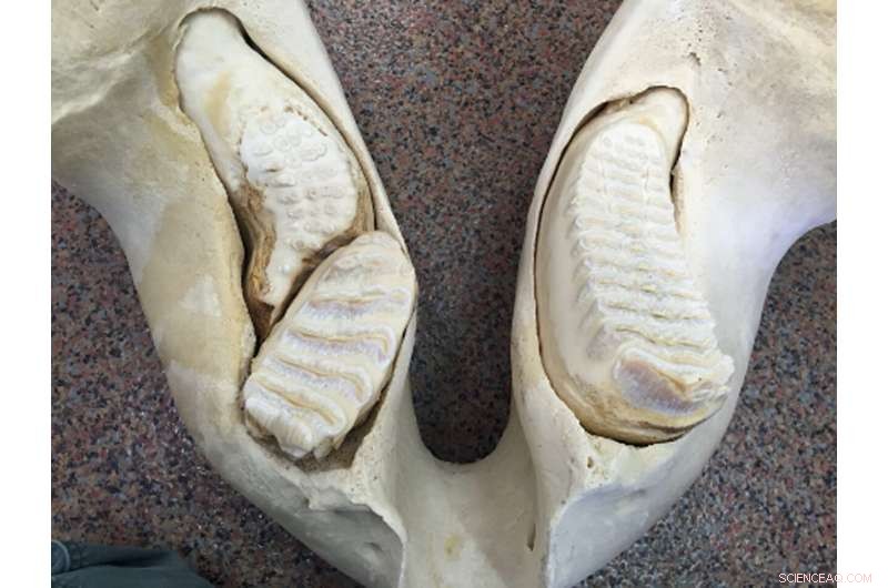 Zoo and Museum Collaboration Leads to New Elephant Dental Care