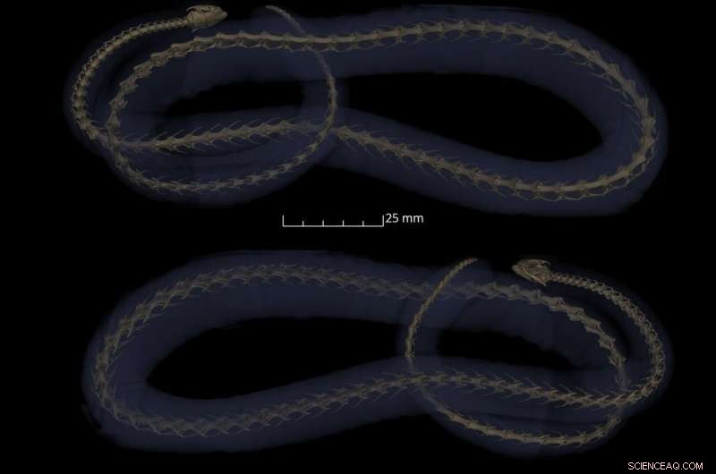 Zoo and Museum Collaboration Leads to New Elephant Dental Care