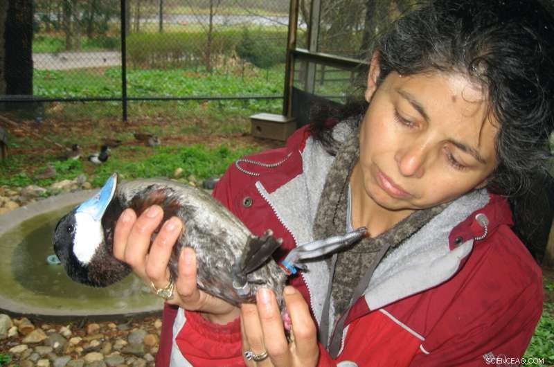 Zoo and Museum Collaboration Leads to New Elephant Dental Care
