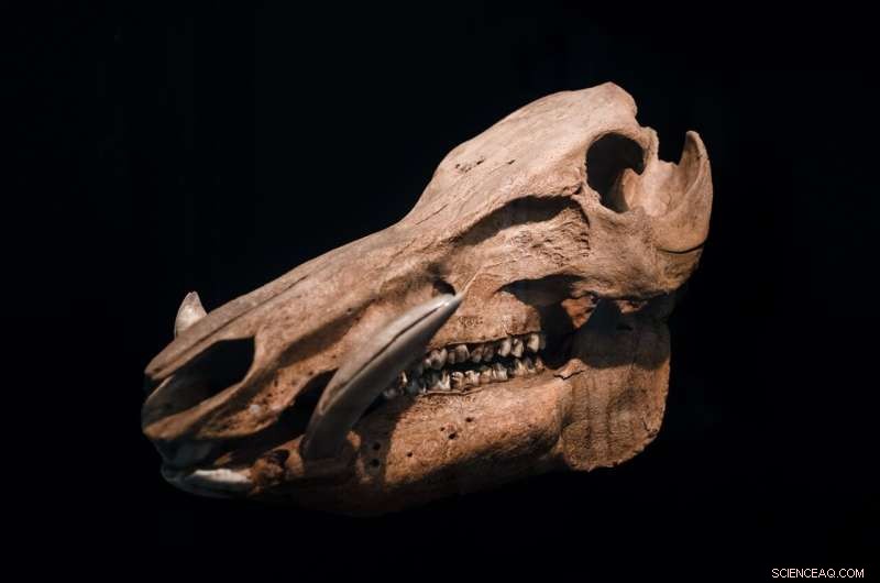 Innovative Technology Visualizes Ancient Artifacts with Enhanced Detail