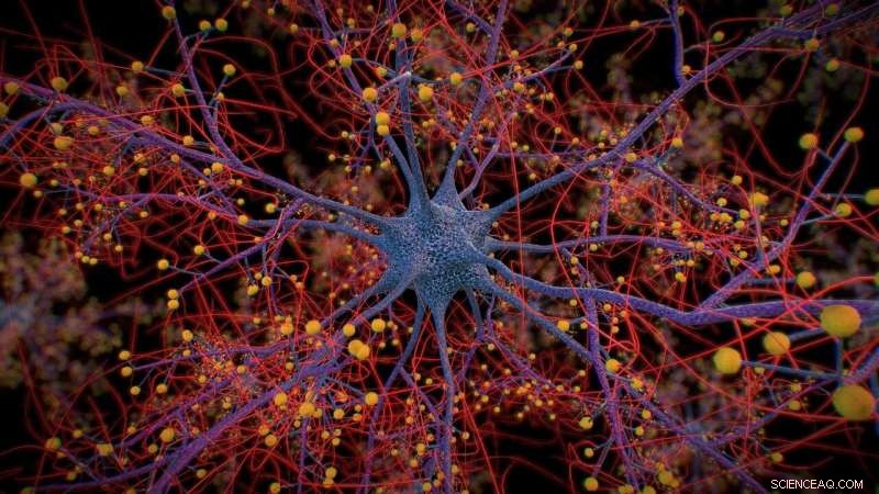 Computational Model Simulates Brain Cell Responses: Advancing Neuroscience