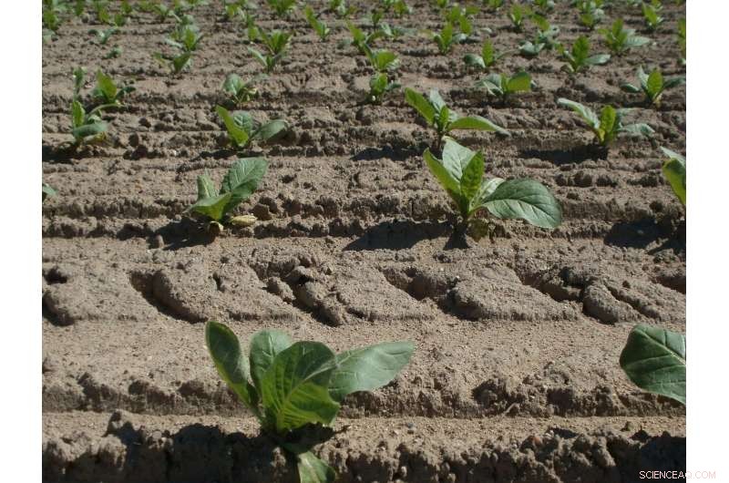 Sustainable Tobacco Curing in Zimbabwe: The Role of Firewood and Policy