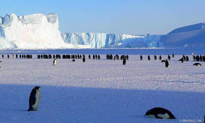 Antarctica Tourism: Social Connection Drives Travel, Study Finds