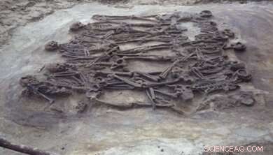 Understanding Conflict: Insights from Animal Behavior and Human Societies