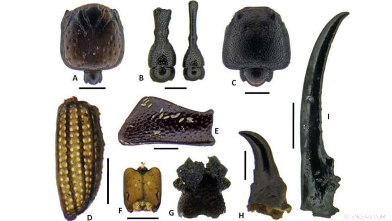 Ancient Insects of the Marquesas Islands: A Paleontological Discovery