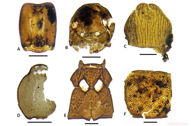 Ancient Insects of the Marquesas Islands: A Paleontological Discovery