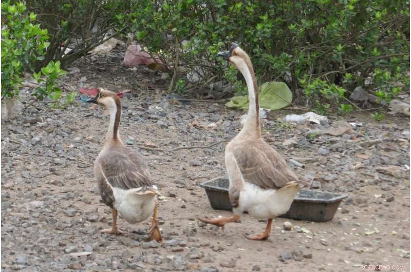 Ancient Goose Domestication Discovery in China: 7,000 Years Ago