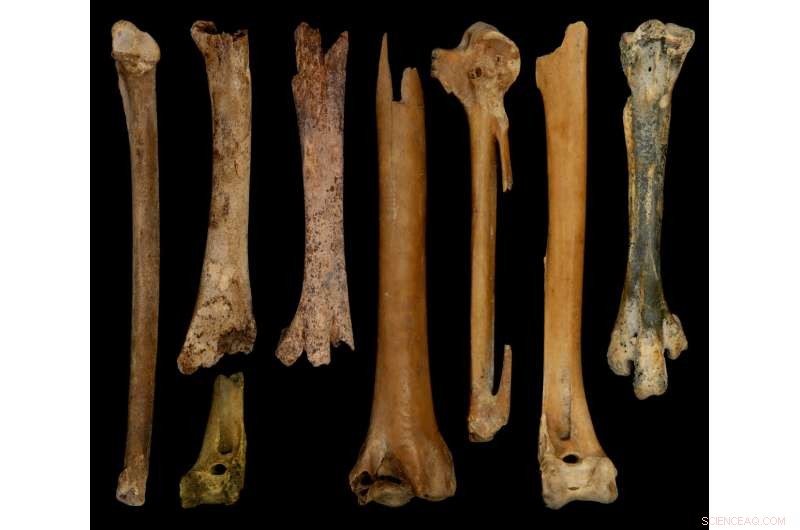 Ancient Goose Domestication Discovery in China: 7,000 Years Ago