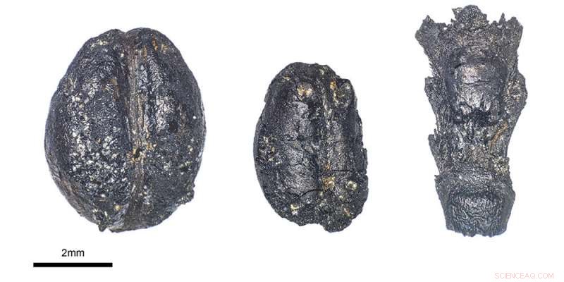 Ancient Grains Reveal Origins of Swiss Pile Dwellings