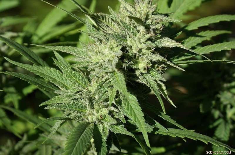 Canada s Cannabis Tourism Potential: A Path to Economic Growth