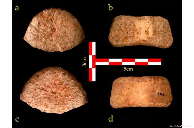 Ancient Human Vertebra in Jordan Valley Reveals Early Migration from Africa