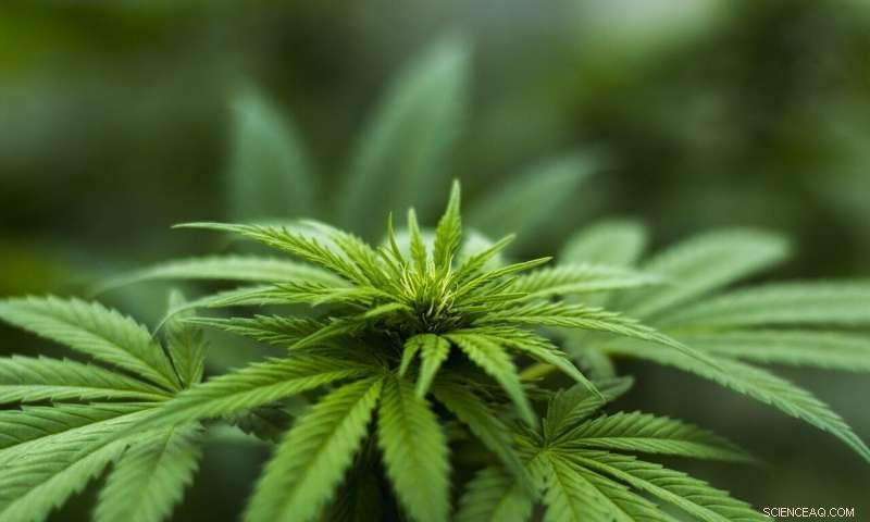 Economic Impact of Recreational Marijuana Legalization: A Study of Early States