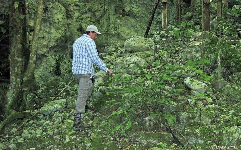 Ancient Maya Cacao Groves Unearthed: New Insights into Sacred Rituals
