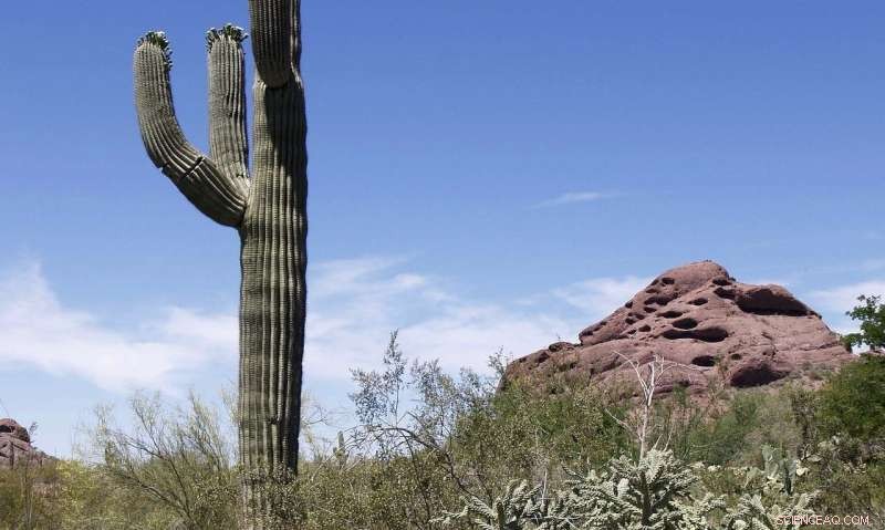 Snowbird Travel & the Economy: Pandemic Impacts & Future Outlook