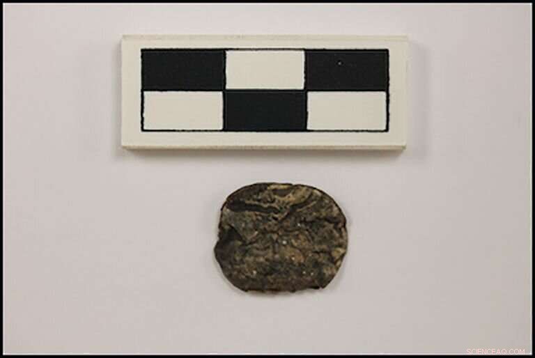 Wari Elites and Psychoactive Substances: Evidence of Drug Use for Political Power