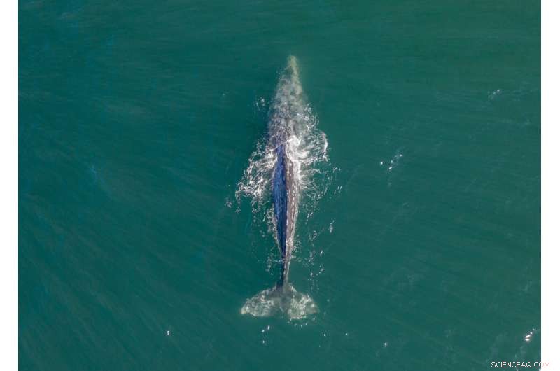 Whale Bones Discovered in NC Garage to be Preserved at the Smithsonian