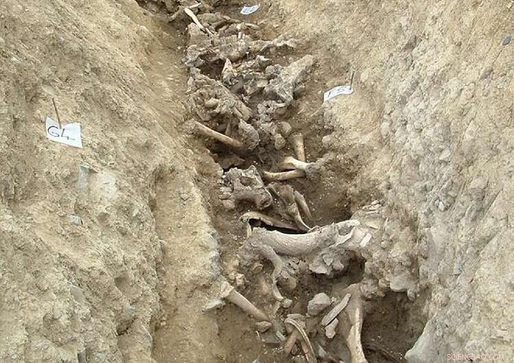 Ancient Cattle Site in Ireland Rewrites History of Beef Consumption