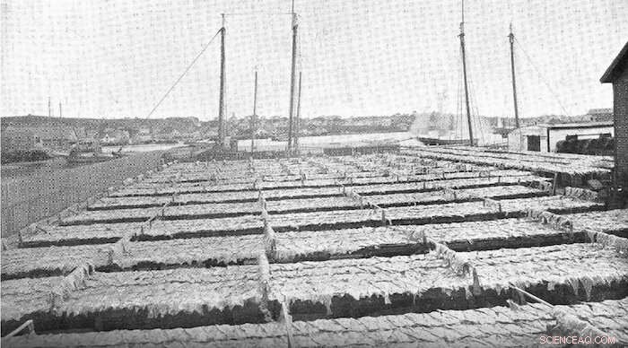 California Gold Rush Diet: Evidence of Salted Atlantic Cod Consumption