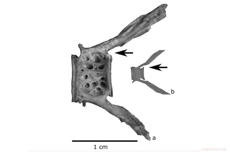 California Gold Rush Diet: Evidence of Salted Atlantic Cod Consumption