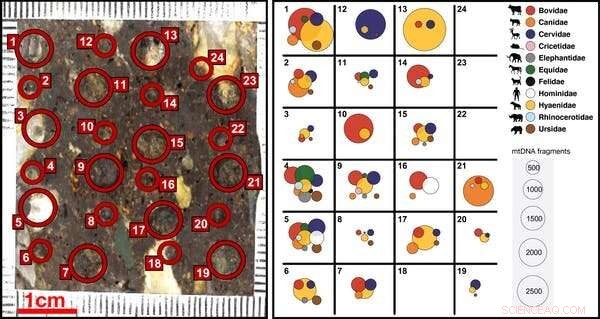 Unlocking the Past: Ancient DNA Reveals New Insights from Soil