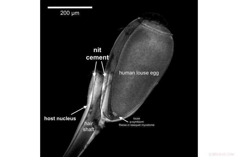 Ancient Mummy DNA Reveals New Insights into South American Ancestry