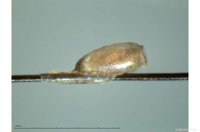 Ancient Mummy DNA Reveals New Insights into South American Ancestry