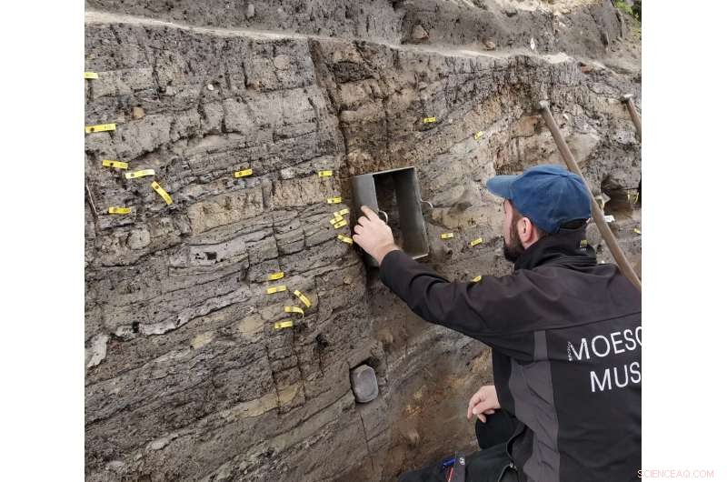 Viking Age Trade Routes: New Insights from Ribe Excavations