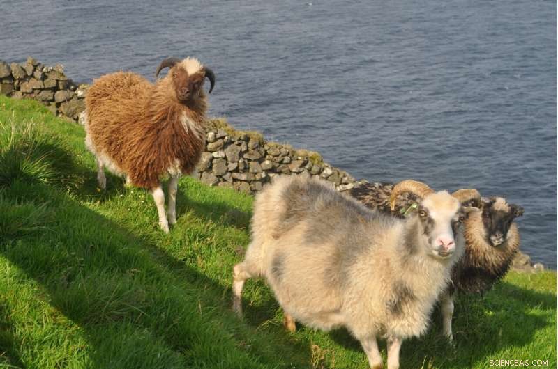 Ancient Inhabitants of the Faroe Islands: New Evidence of 500 AD Settlement