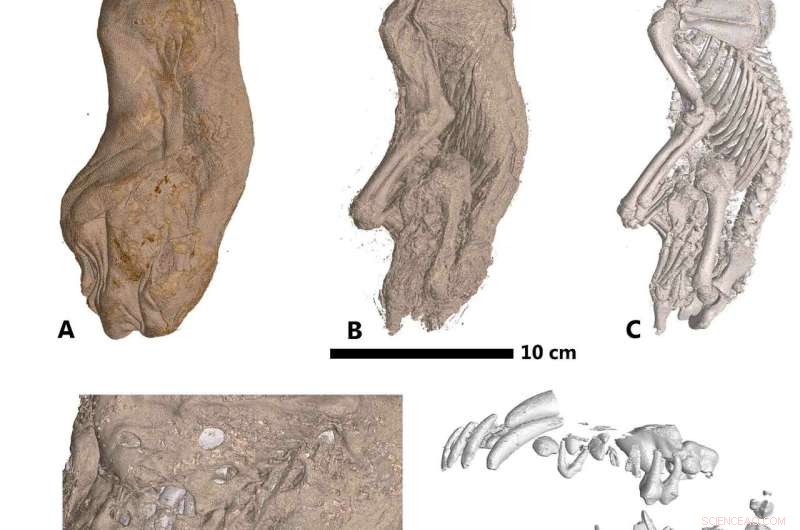 AI-Powered Segmentation for Mummified Remains: A Novel Approach