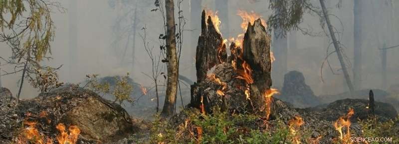 Neanderthals  Impact on Ecosystems 125,000 Years Ago - A New Study