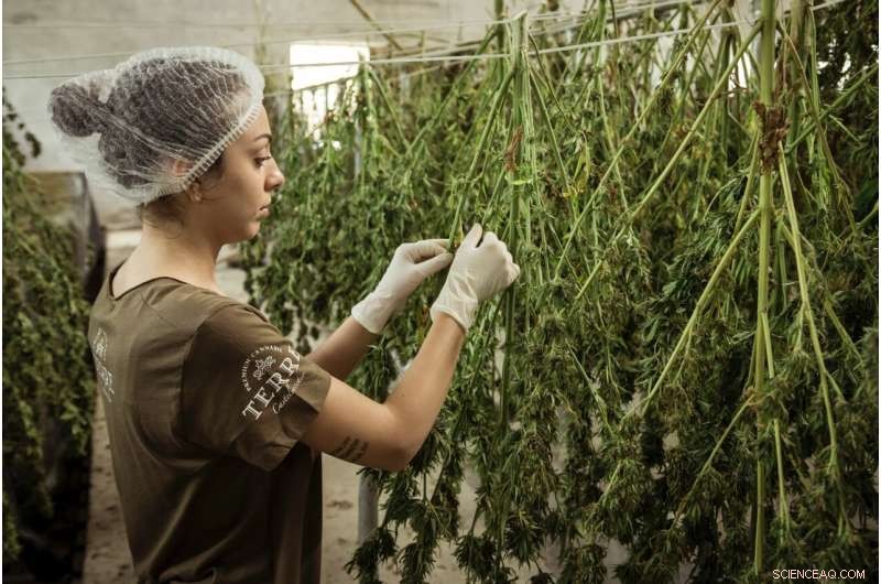 Cannabis Legalization Boosts Employment: New Study Reveals Economic Impact